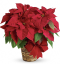 poinsettia price philippines