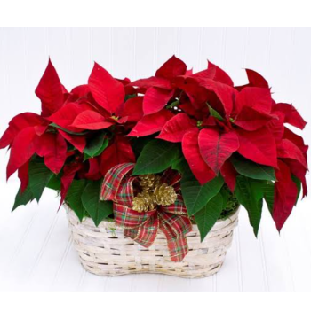 christmas poinsettia philippines