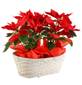 christmas poinsettia philippines