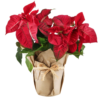 christmas poinsettia philippines