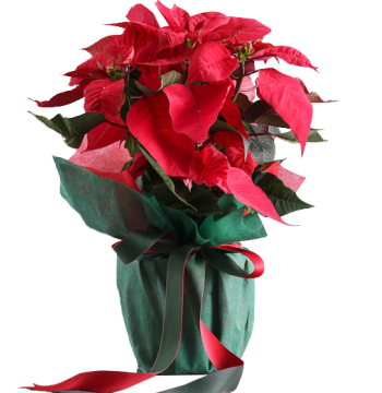 christmas poinsettia philippines