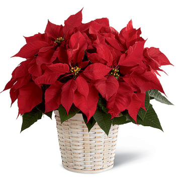 christmas poinsettia philippines