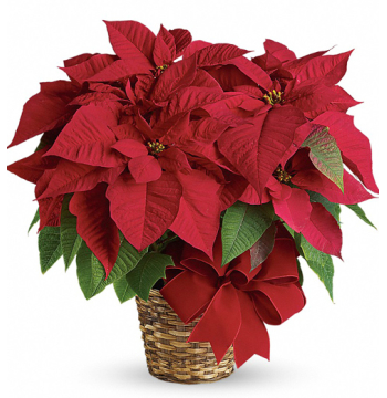 christmas poinsettia philippines