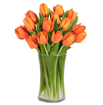 holland tulips bouquet delivery manila