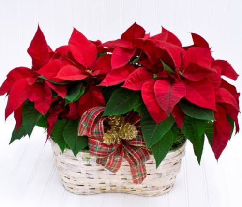 christmas poinsettia philippines