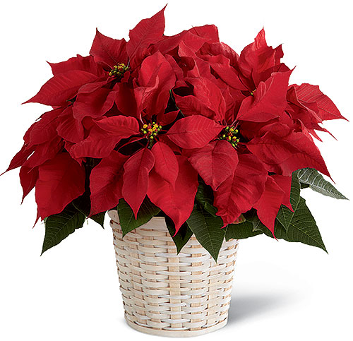 christmas poinsettia philippines