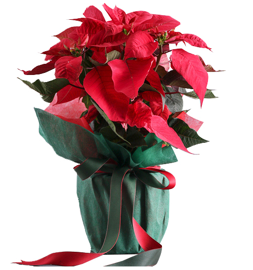 christmas poinsettia philippines