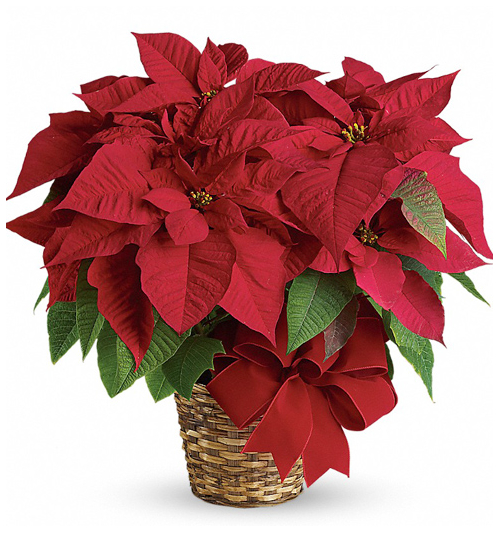 christmas poinsettia philippines