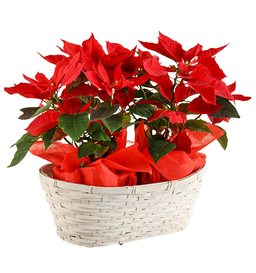 christmas poinsettia philippines