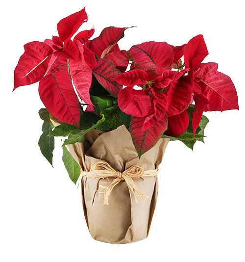 christmas poinsettia philippines